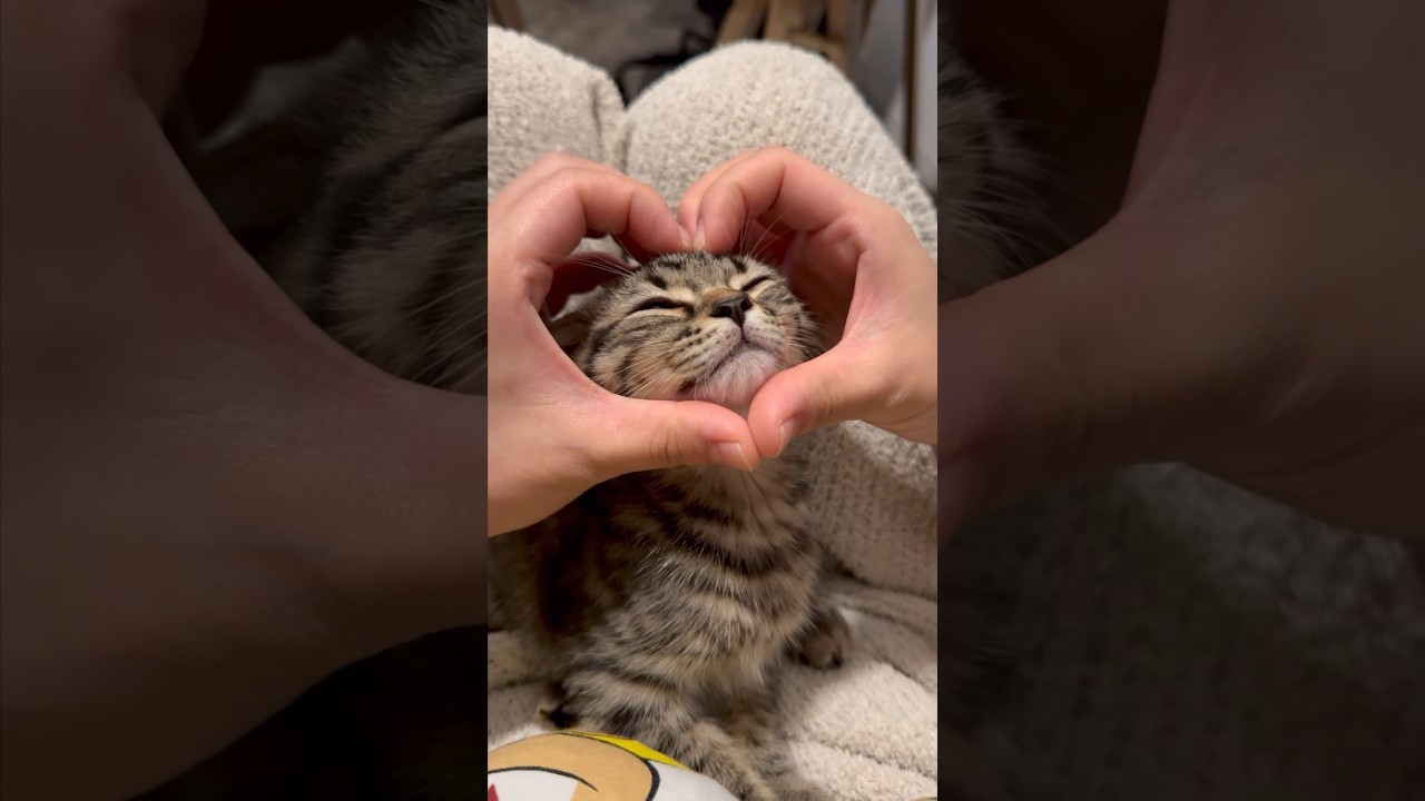 【猫動画】赤ちゃん子猫が可愛過ぎて発狂する飼主たちwww #shorts