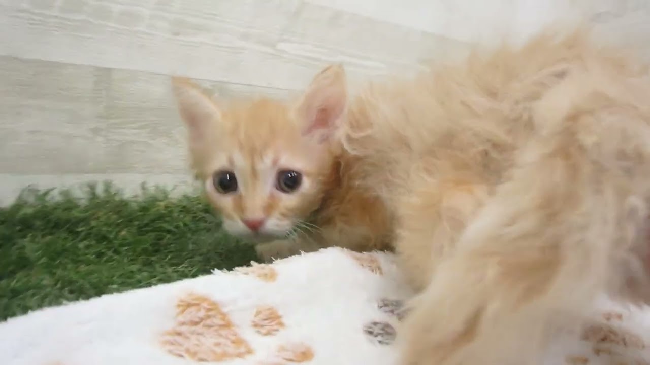 Coo&RIKU　No00658557 セルカークレックス