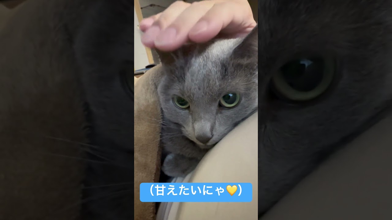 どうしても甘えたい猫💛（ロシアンブルー）#shorts
