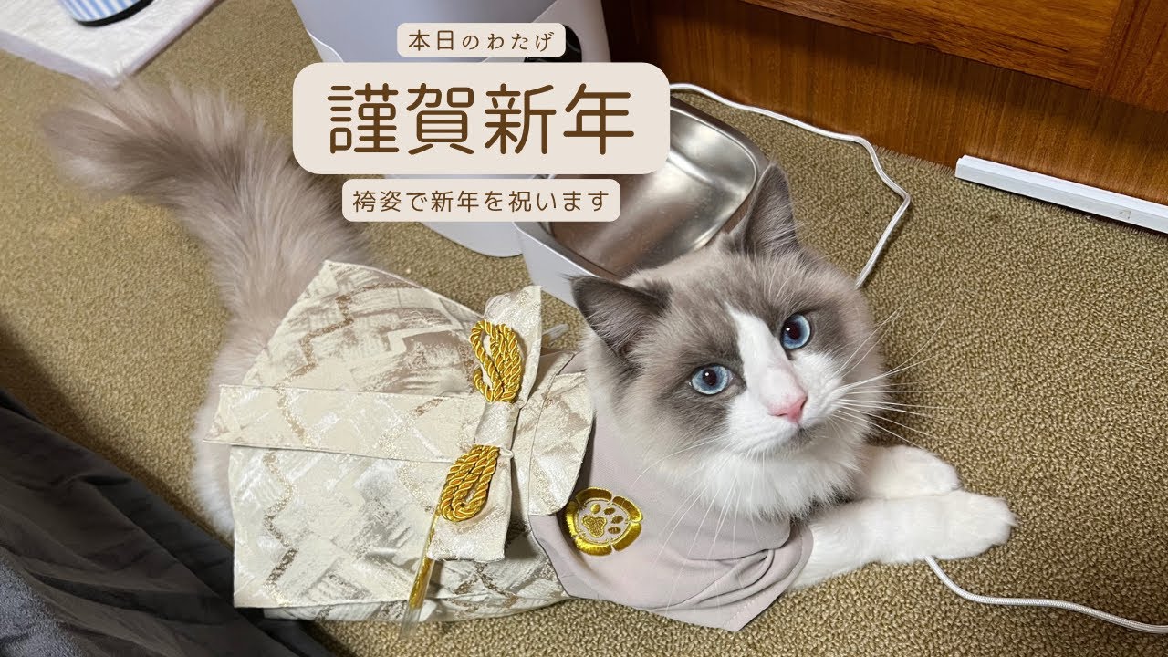 【ラグドールのわたげ】愛猫と新年を迎えます
