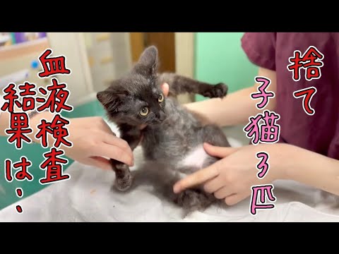 【捨て子猫3匹】血液検査の結果は？希少な珍しい猫？【保護猫】