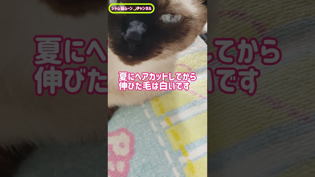 シャム猫ムーン🌙チャンネル ・いつものムンちゃん＃しゃむねこ ＃Siamese cat #ショート