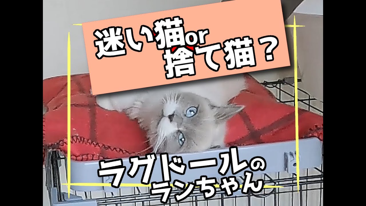 捨て猫の可能性。ラグドールのランちゃん