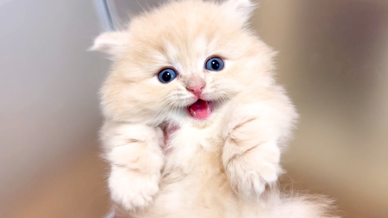 【マンチカンの子猫】硬直気味な子猫が可愛く見える件 ～猫のいる生活Vol.863～出産動画 マンチカン短足・ミヌエット・ペルシャ猫専門ブリーダー『ペット蔵人』【子猫の成長記録】