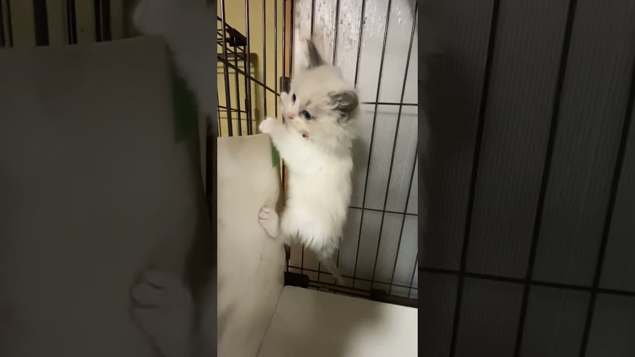 ラグドール ブルーポイントバイカラーの女の子♡