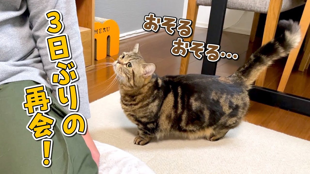 パパとの３日ぶりの再会で甘えるまで時間がかかるツンデレ猫が可愛すぎた！
