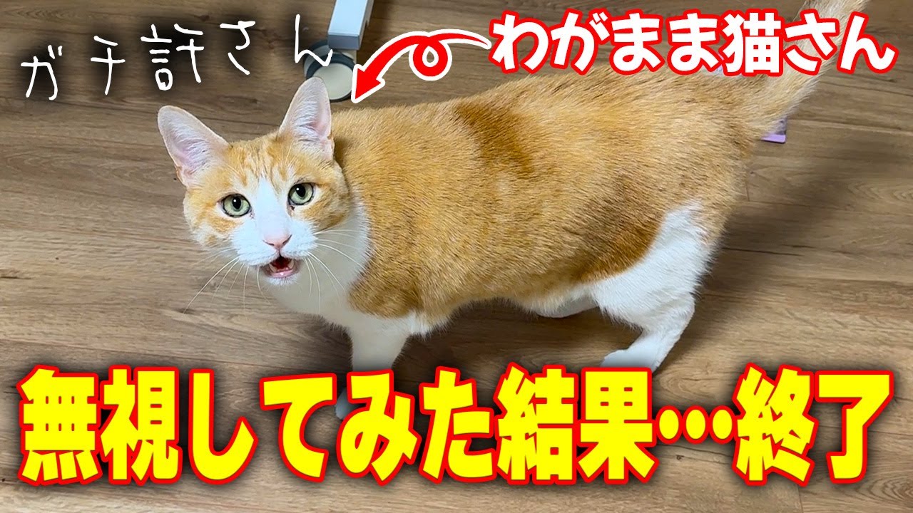 ワガママすぎる猫の要求を無視し続けたら大変なことになりました。