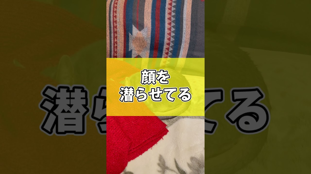 赤毛布が大好きなうちの猫さん #shorts #猫 #アビシニアン