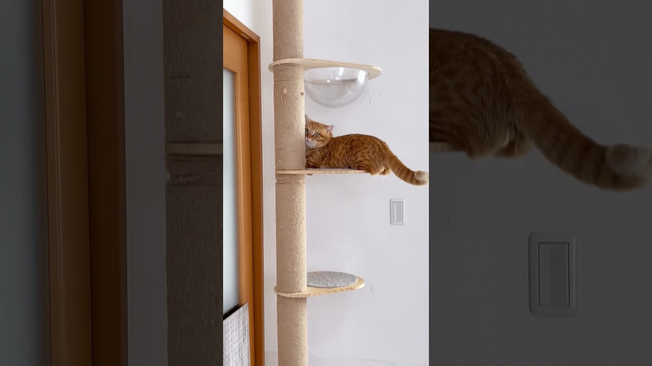 新年早々に降りられなくなる猫 #猫 #マンチカン #shorts