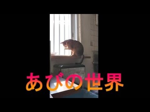 ネコ動画あび＃2763　あびの毎日　アビシニアン　あび