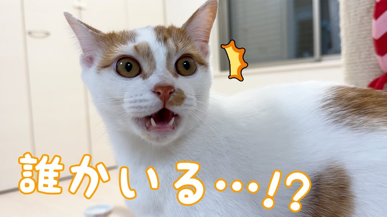 自分の鳴き声にビビってしまう子猫トロしゃん…！