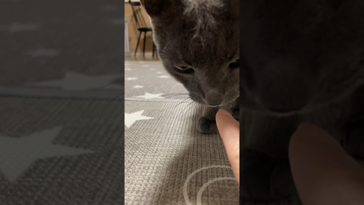 小走りで集合_20231228 #shorts #cat #猫 #ロシアンブルー