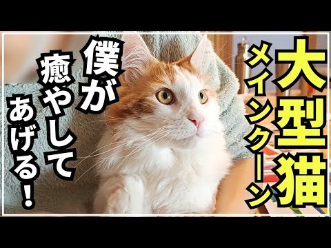 一緒に居るだけで癒やしをくれる大型猫メインクーン