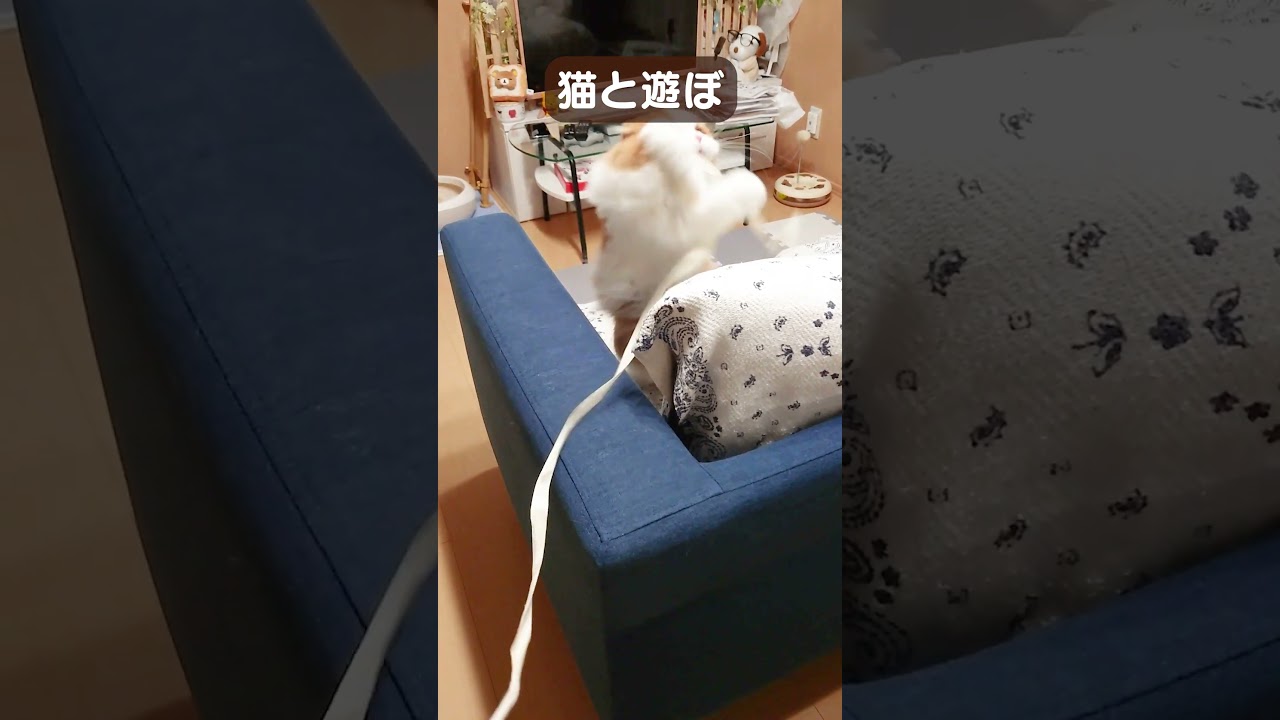 猫と遊ぼ #shorts   #cat #スコティッシュフォールド