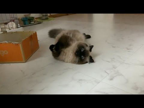 遊んで欲しいアピール中のげんたくん