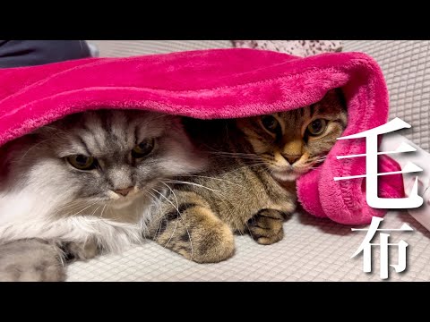 お正月の冷え込みがすごくて猫たちがこうなりました...