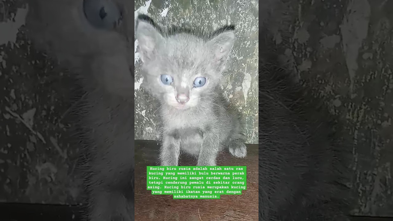 RB #cat #oren #kucing #angora #kitten #anggora #catlover #kucinglucu #anabul #bluerusia