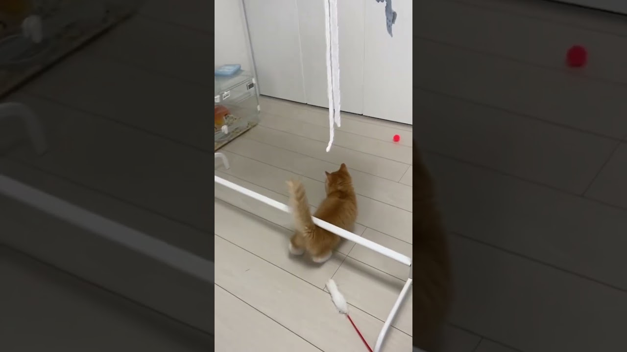 【サイベリアンの子猫】ご飯が欲しくて必死になくシシ #cat #siberian #ねこ #siberiancat #サイベリアン #short #shorts