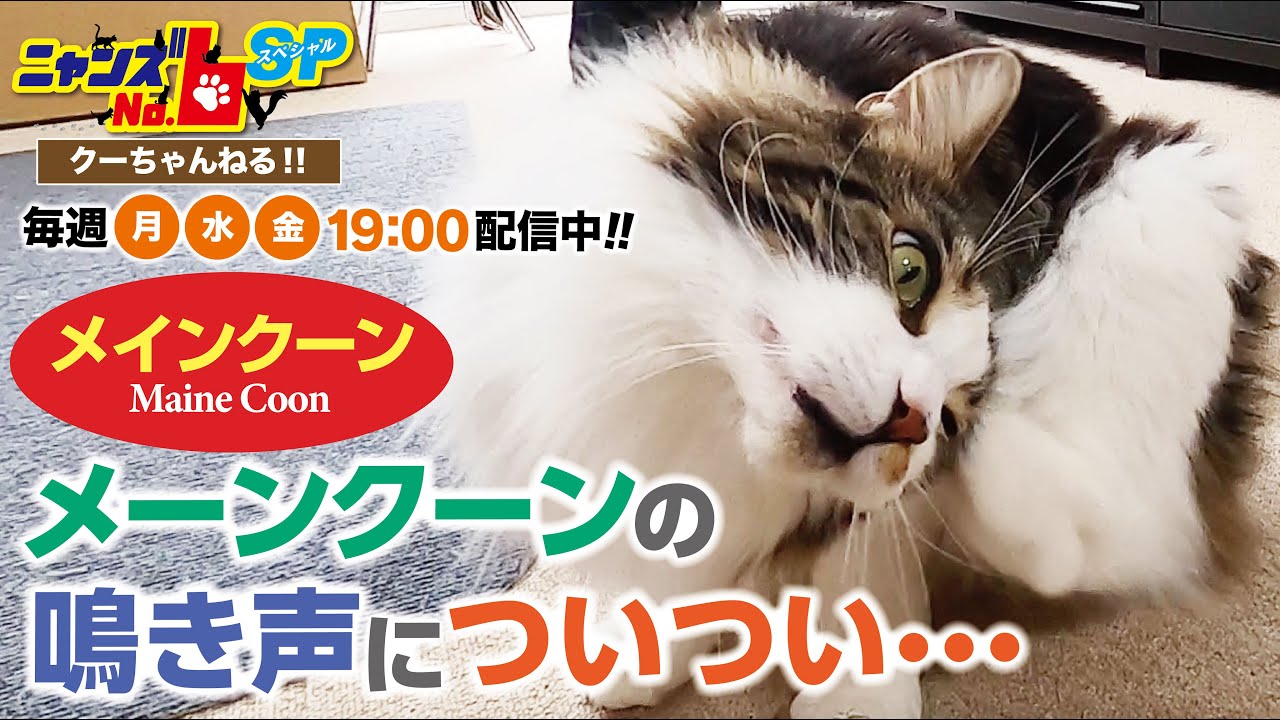 【メインクーン/Maine Coon】メインクーンの鳴き声についつい・・・