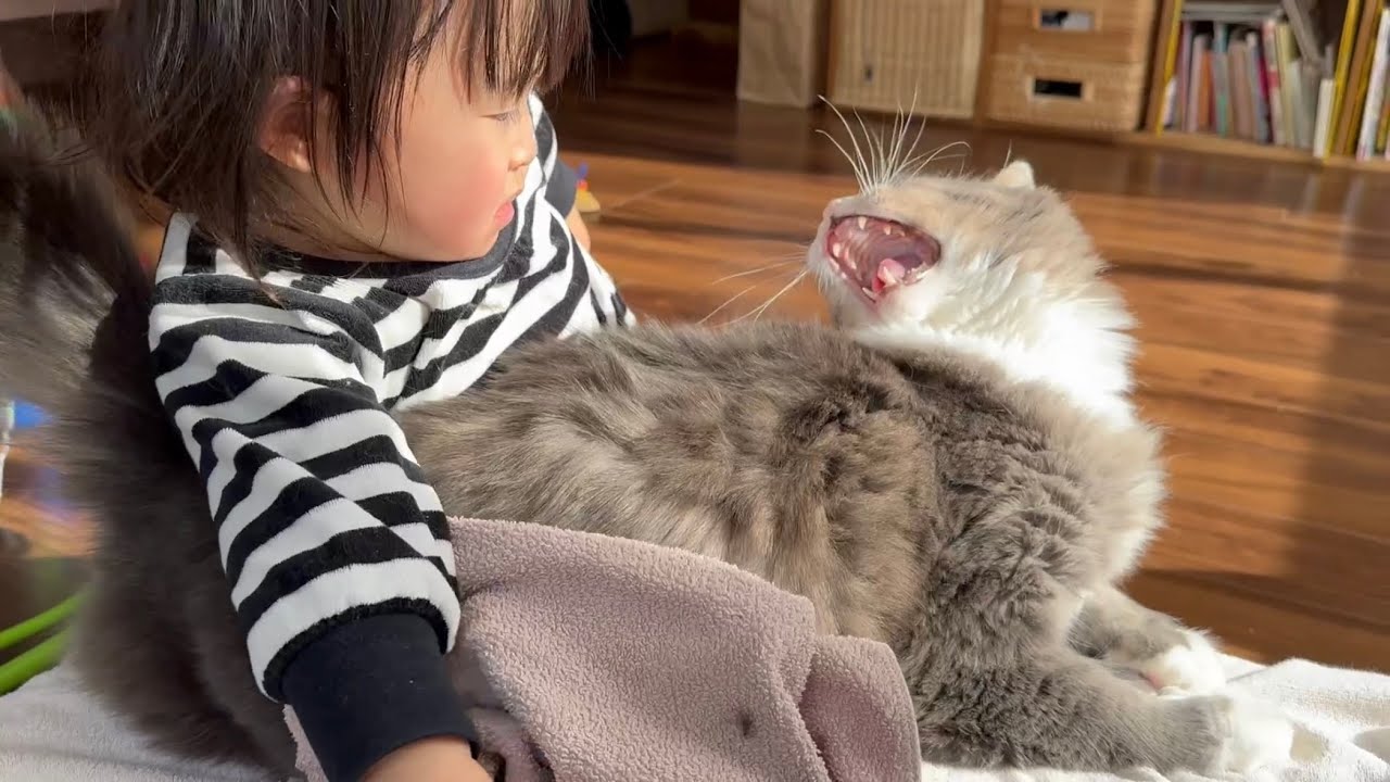 2歳児からの強いハグに我慢の限界で威嚇した猫　ノルウェージャンフォレストキャットA cat that is threatened by a strong hug. Norwegian
