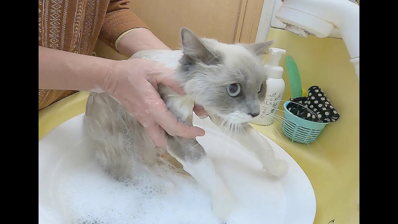 捨て猫？ラグドールのランちゃん、お風呂に入ってきれいになりました！