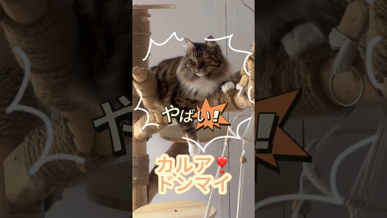 カルアーあんな事に…😂🤣😂 #可愛いネコ #クリリアンボブテイル #pet #子猫 #ネコ好き #pet @kichifrost