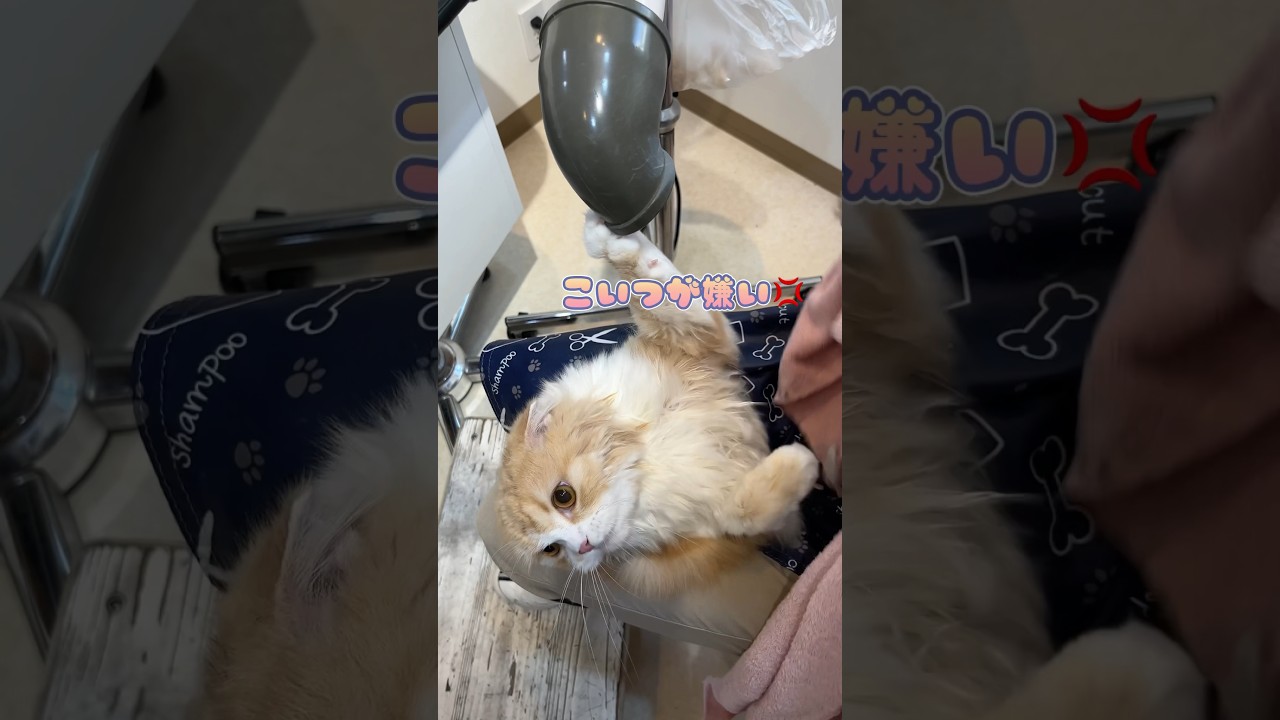 ドライヤーにキレるも抱っこで落ち着くスコティッシュフォールド