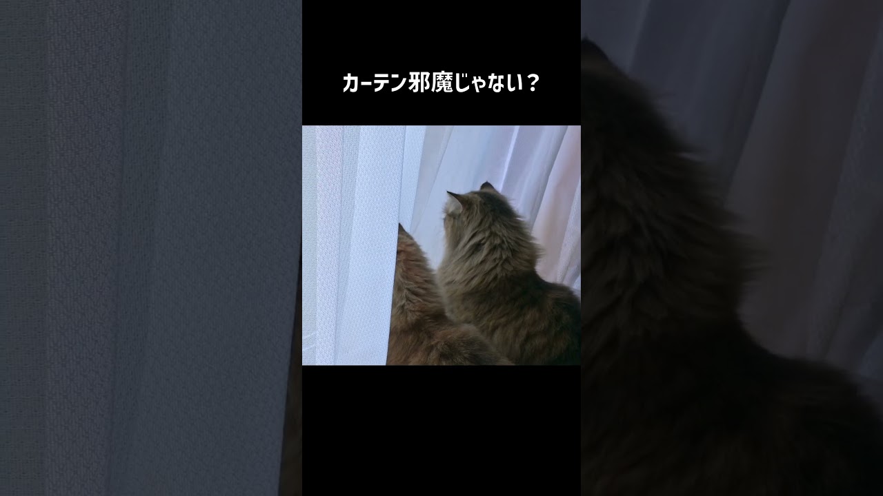 もう少し考えよう  #shorts #サイベリアン #猫