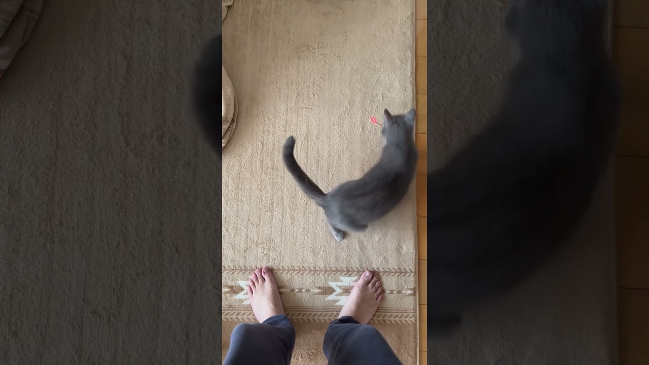 閃光のように飛び出して来る猫②（ロシアンブルー）#shorts