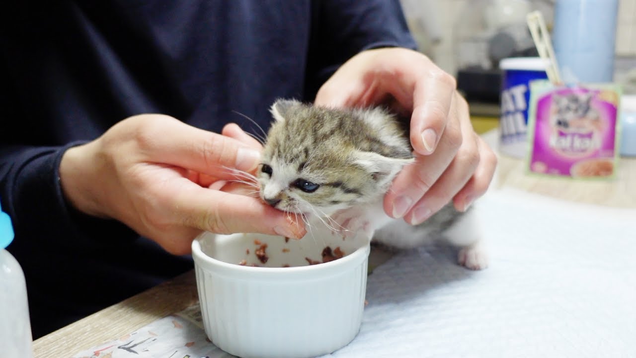 初めて食べた離乳食が美味しすぎてもりもり食べる子猫