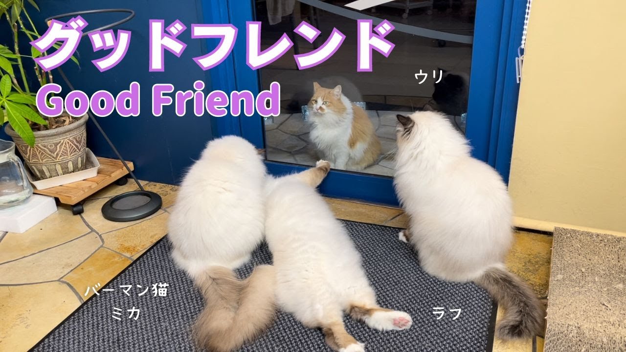 バーマン猫ミカとラフとウリ【グッドフレンド】Good Friend（バーマン猫）Birman/Cat