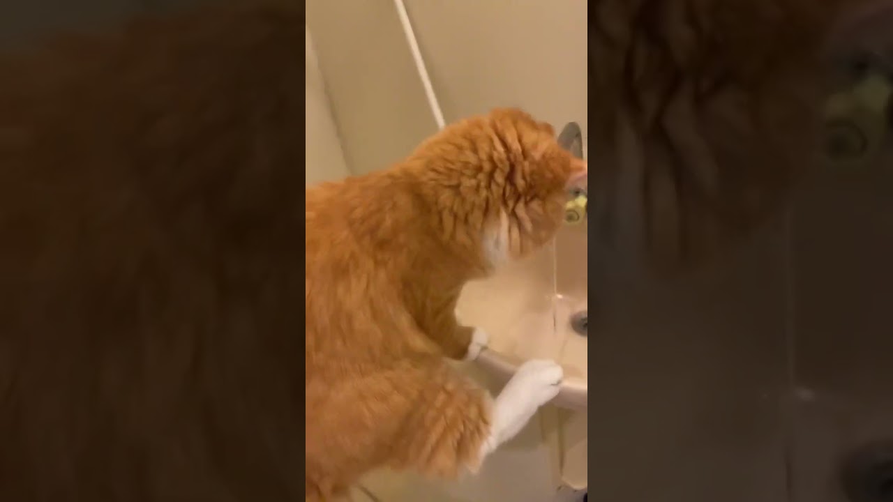 【サイベリアンの子猫】シシが蛇口から水を飲む時の姿 #cat #siberian #ねこ #siberiancat #サイベリアン #short #shorts