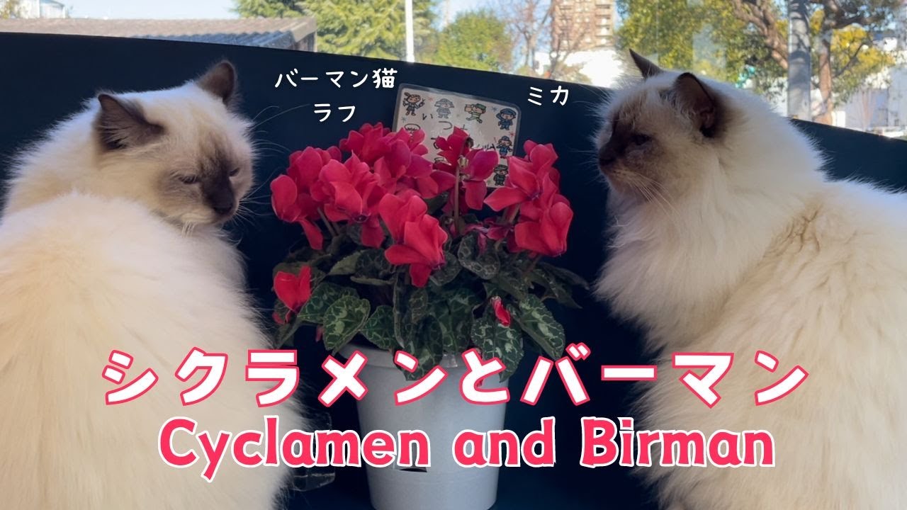 バーマン猫ラフとミカ【シクラメンとバーマン】Cyclamen and Birman（バーマン猫）Birman/Cat