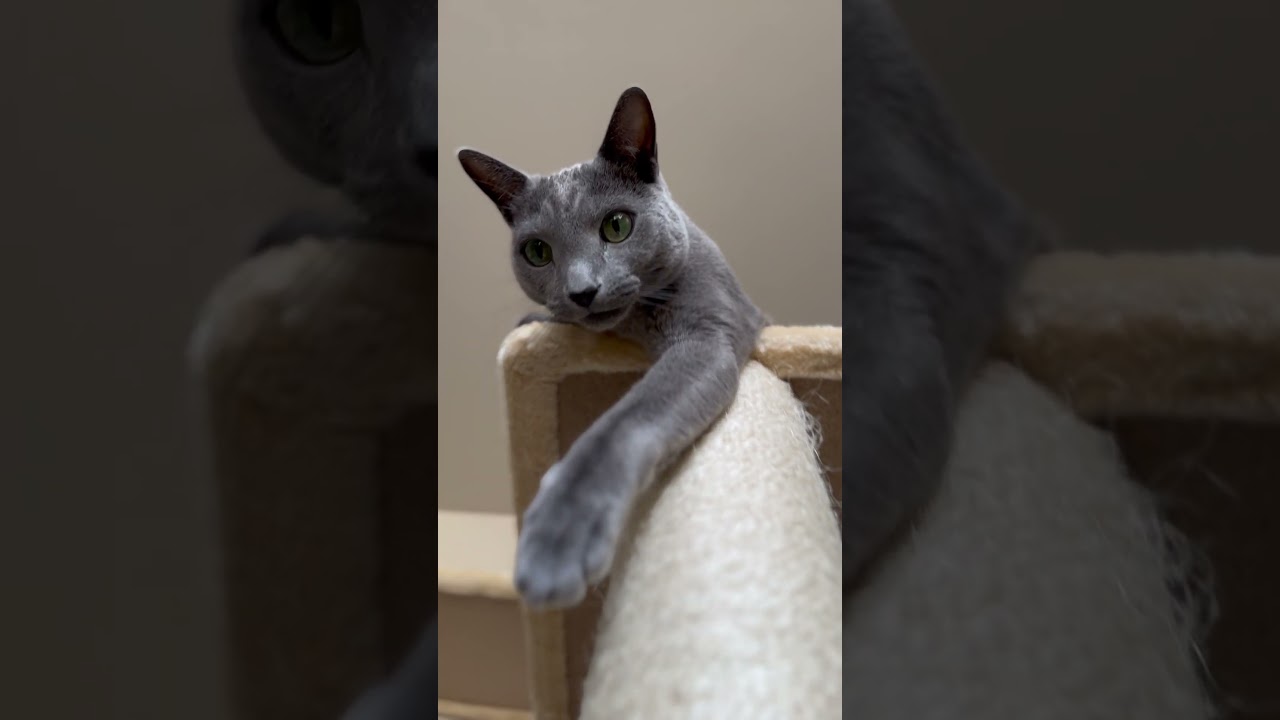 ウィルの毎日 #209 Behind the scenes. #ロシアンブルー #RussianBlue