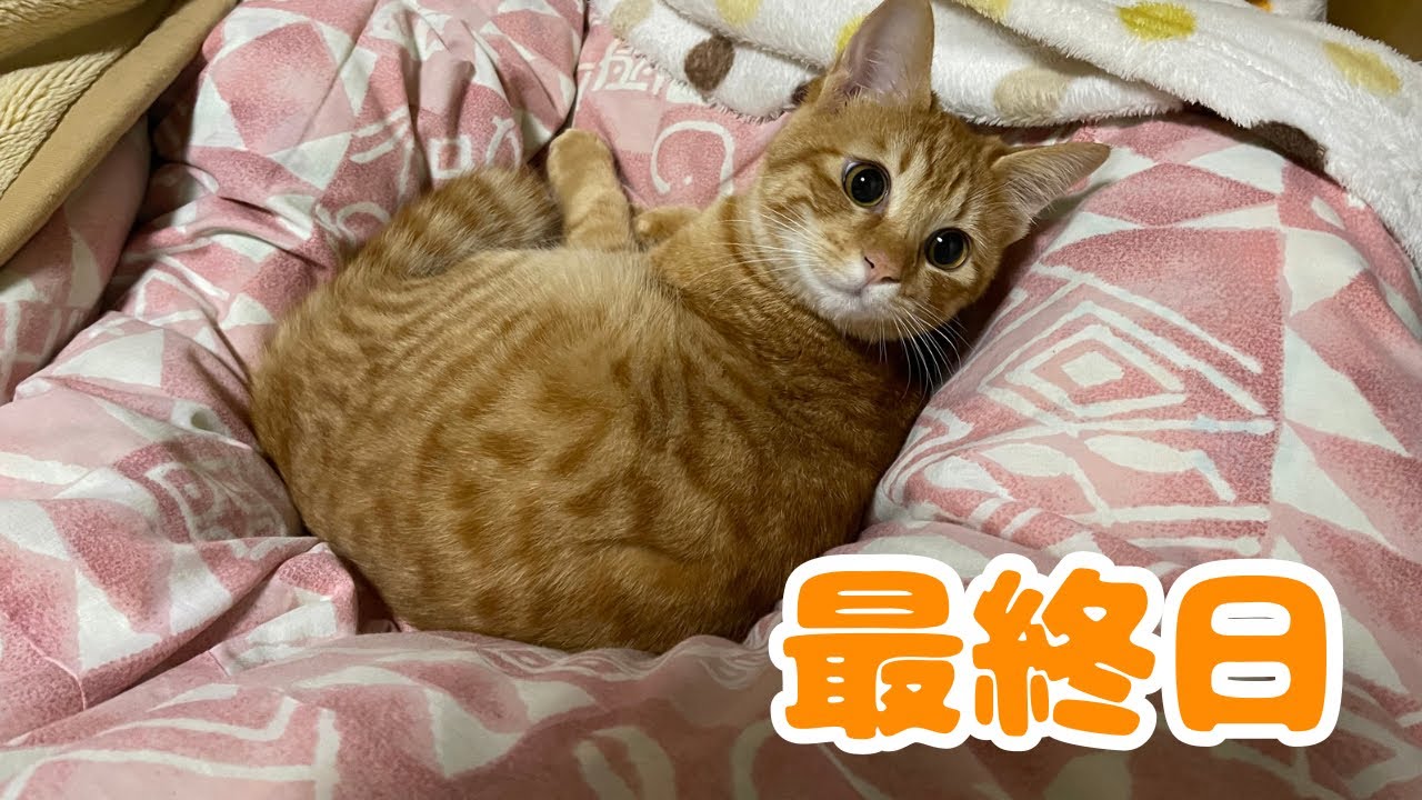 【保護猫】帰省最終日の子猫の様子がこちらです