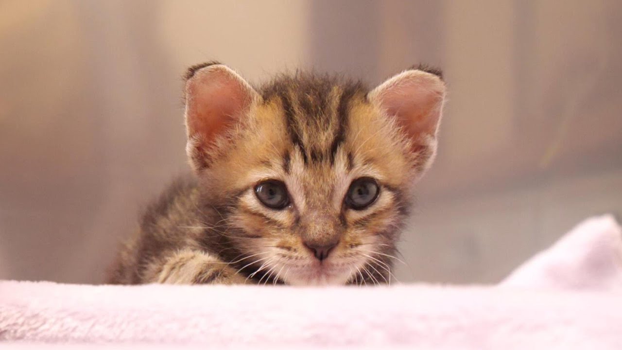まだミルク出来ないの？子猫がじっとミルクの準備を見つめてくる【赤ちゃん猫　保護猫】