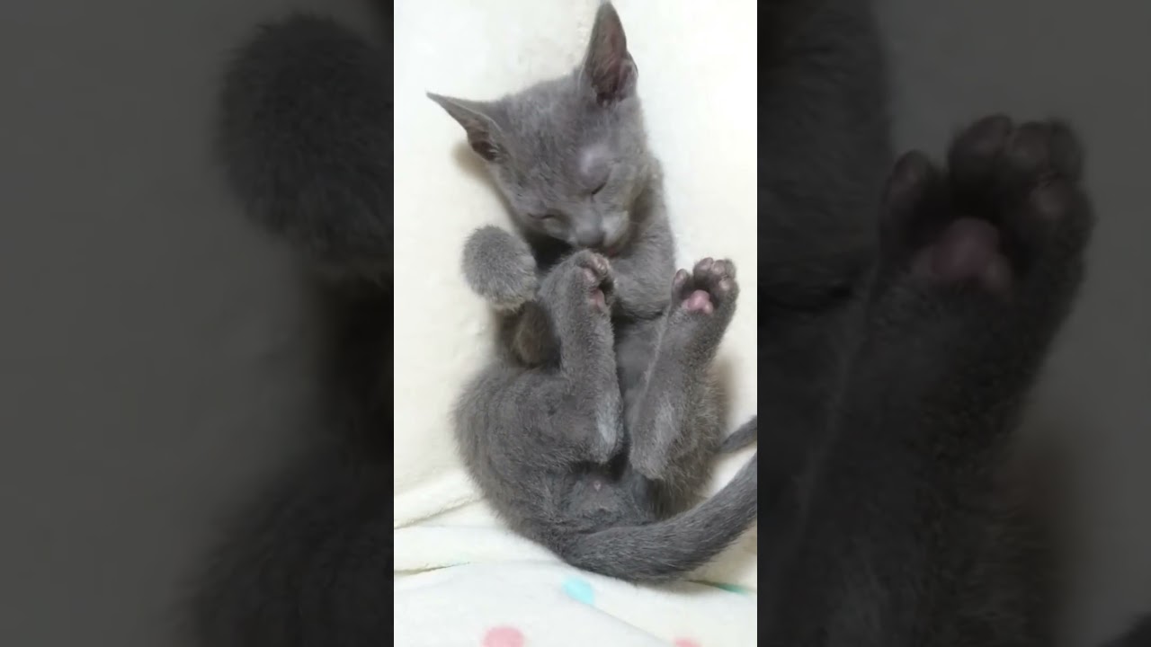 【仔猫時代のよるくん(2017/11)】ロシアンブルー男の子6才 #shorts #cat