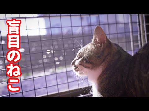 福袋に大はしゃぎな猫たちといつものようにのんびりな目の見えないねこ