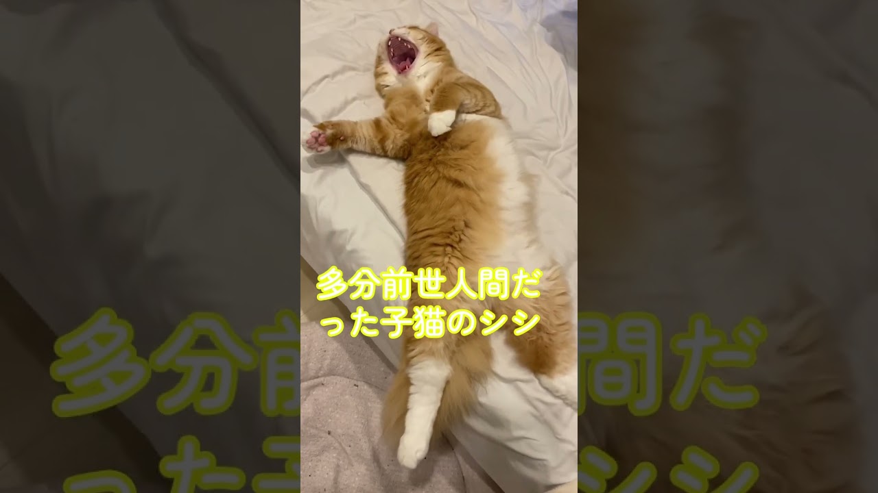 【サイベリアンの子猫】多分前世人間だった子猫のシシ #cat #siberian #ねこ #siberiancat #サイベリアン #short #shorts