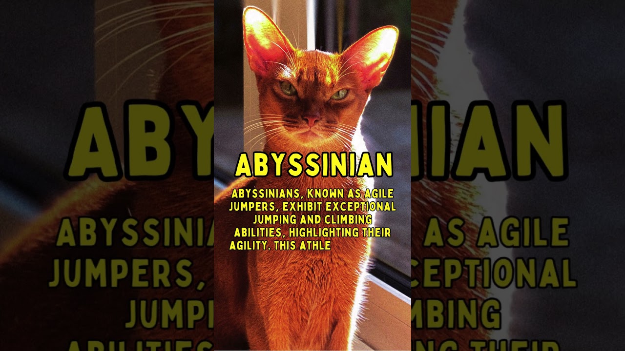 Crazy Facts About Abyssinian Cat #didyouknow #shorts