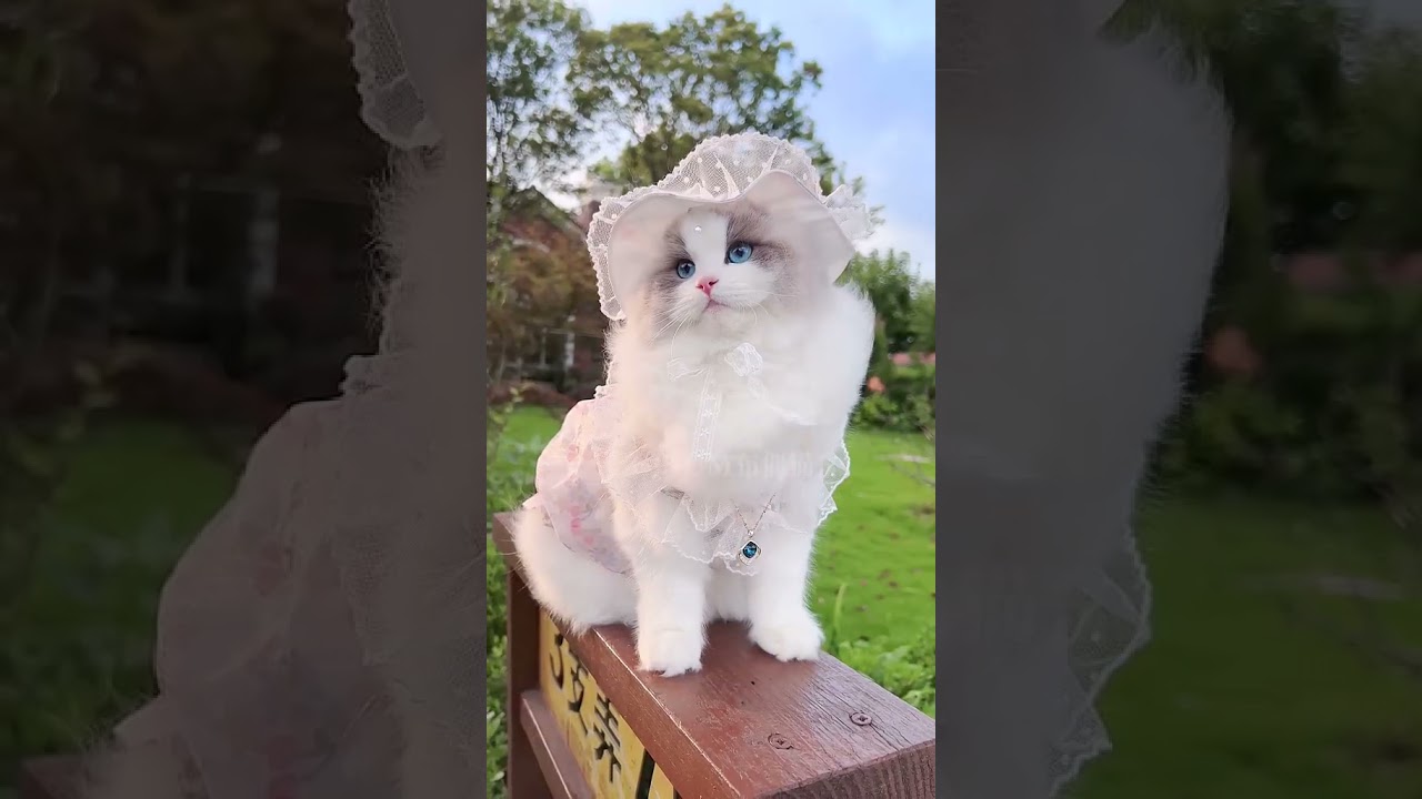 Beautiful White Blue Eyes Cats Ever Seen before #catshorts #catlover #catvideos #cat #cats