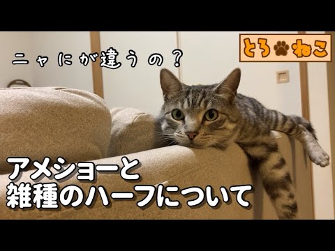 アメリカンショートヘアと雑種のハーフは本来のアメショーの性格や特徴をどこまで継承している？