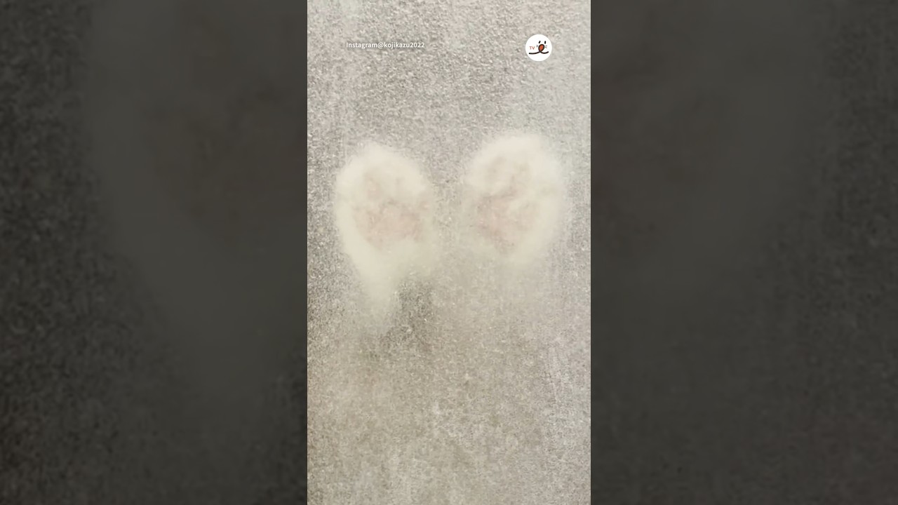 お風呂場のドアから…｜PECO #スコティッシュフォールド #猫 #愛猫家 #猫動画 #猫のいる暮らし #scottishfold #cat #catlover #catvideos #catlife