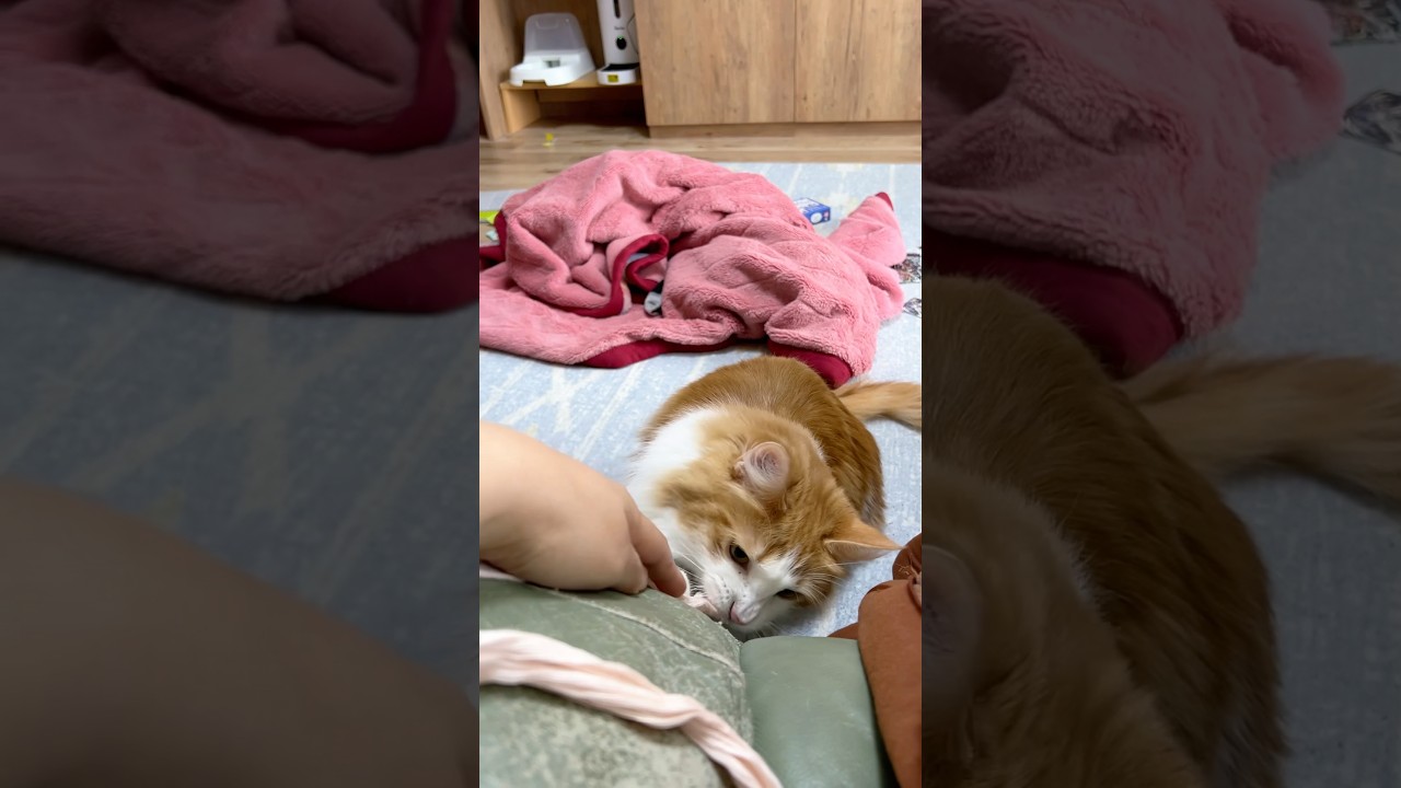 噛んだらダメなのに遊んでくる猫#shorts 【マリー（メインクーン）】