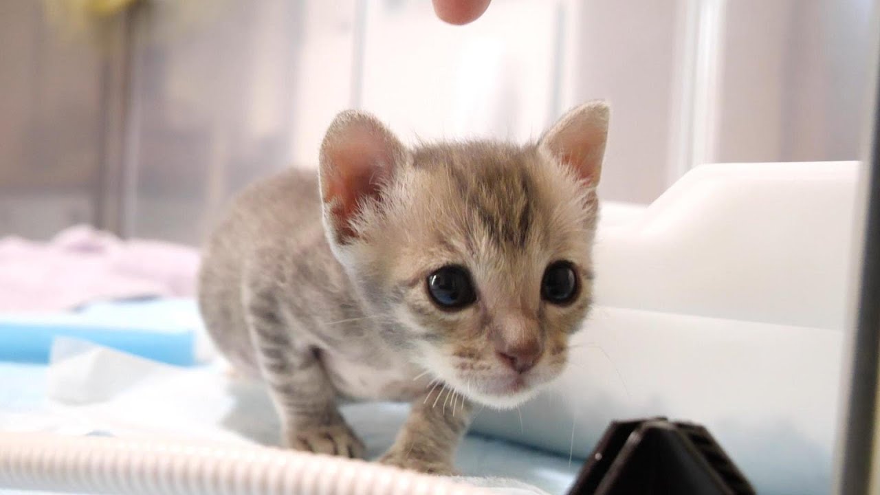 ひとりボッチは寂しいよと子猫がおじにソロリソロリ【赤ちゃん猫　保護猫】