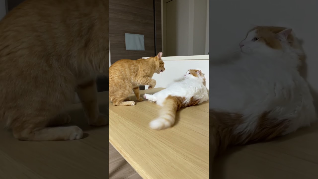 いきなり猫同士の喧嘩が始まりました…。　#shorts