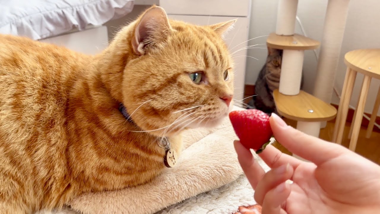 猫にいちごをあげてみたらまさかの... #猫 #マンチカン