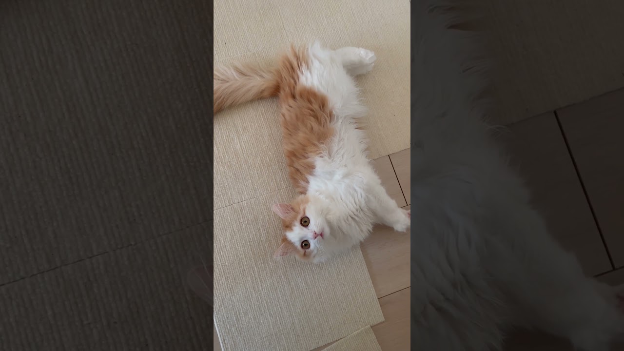 ただいまを聞き直す猫 #cat #ラガマフィン #ragamuffin #猫