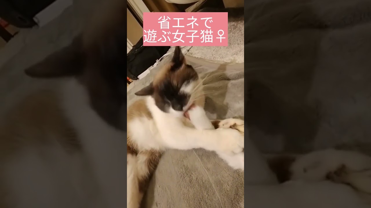 小柄でずっと子猫みたいな猫＃保護猫 #シャムミックス#shorts