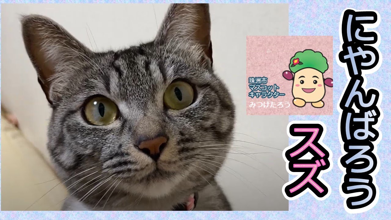 【スズ😺と二人暮らし】癒しの猫😺これからも 一緒に にゃんばろう💖 ゆっくりね
